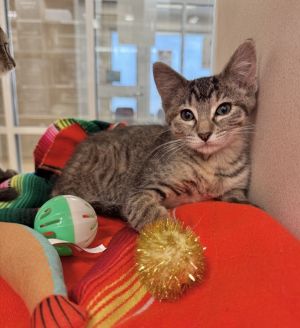 Betsy Ross, Baby Female Domestic Short Hair