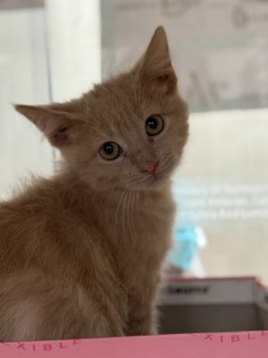 Han, Baby Male Domestic Short Hair