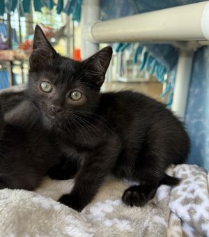 Superman Cake Batter, Baby Male Domestic Short Hair