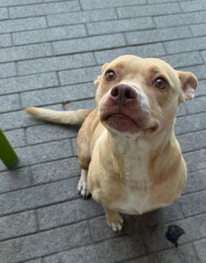 Hi Im June I love playing fetch and rolling over for belly rubs I have a sweet nature and Im