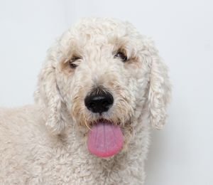 Pongo here a three-year-old standard poodle mix I love the people here at Woods who doesnt but