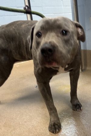 Snack Mixed Breed Dog