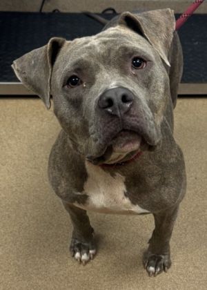 Candy Mixed Breed Dog