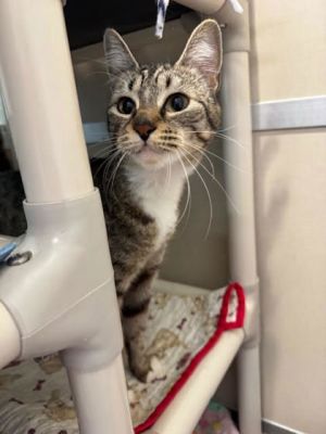 Rhea Domestic Short Hair Cat