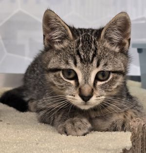 Mylo, Baby Male Domestic Short Hair
