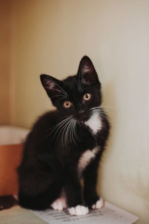 84481A Chairman- Petco West Ashley, Young Male Domestic Short Hair