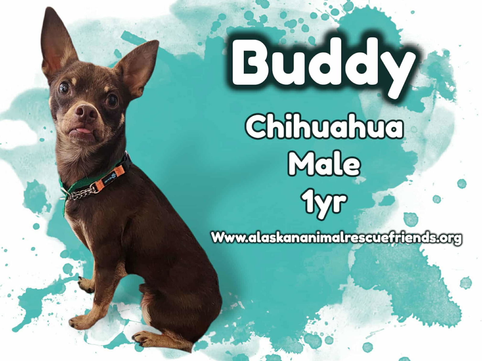 Buddy