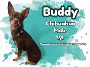Buddy, Young Male unknown
