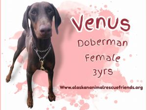 Venus, Adult Female unknown