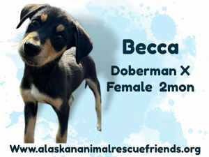 King Julien Litter - Becca, Baby Female unknown