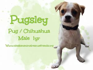 Pugsly, Young Male unknown