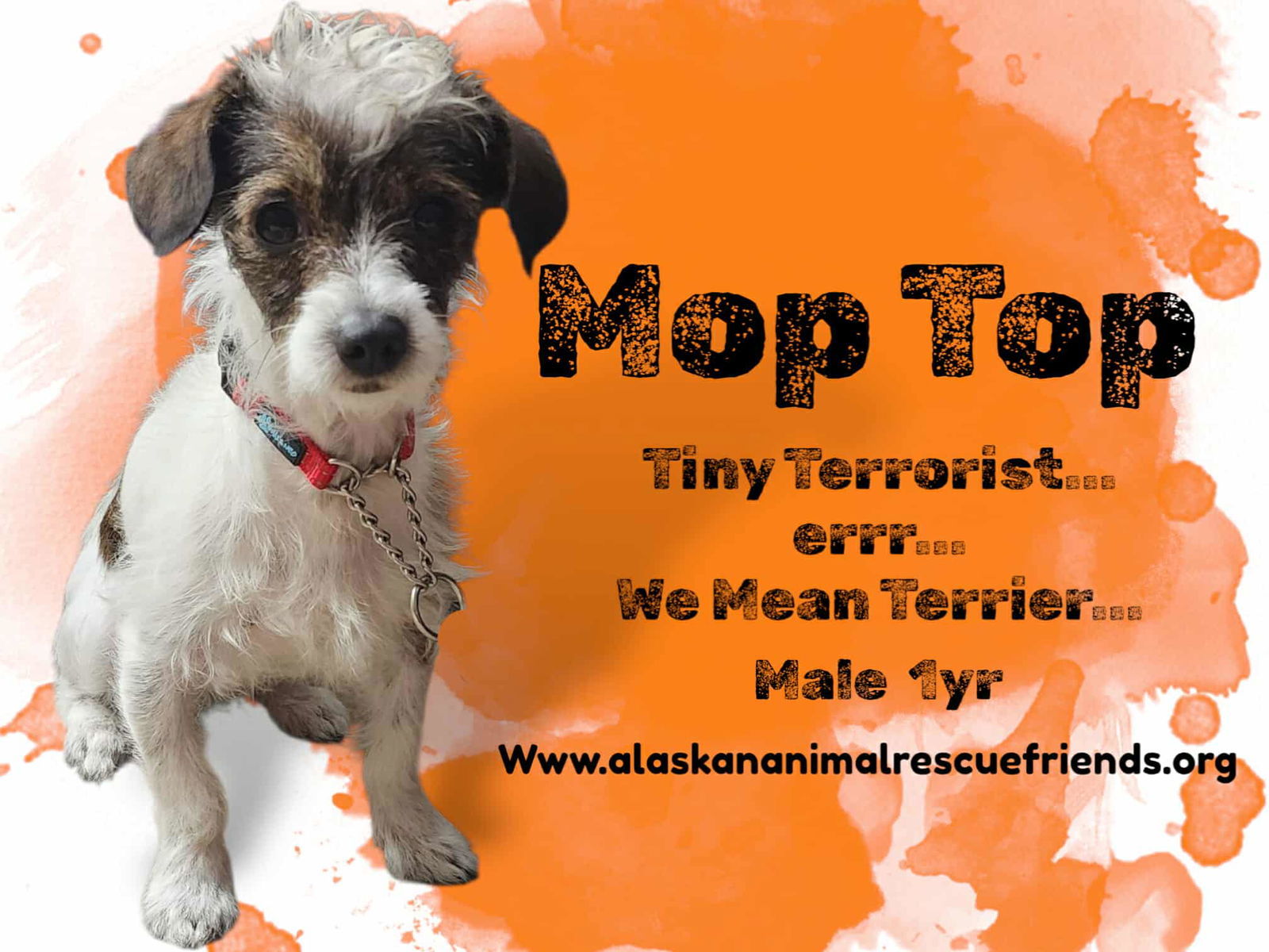MopTop, an adoptable Terrier in Anchorage, AK, 99503 | Photo Image 1