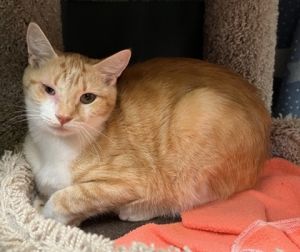 Cheese, Young Female Domestic Short Hair