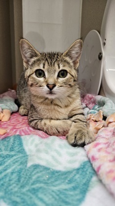 Roxy Domestic Short Hair Cat