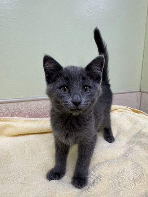 Grumpy, Baby Female Domestic Short Hair