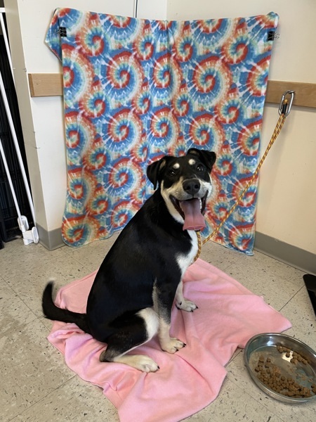 Pet Image