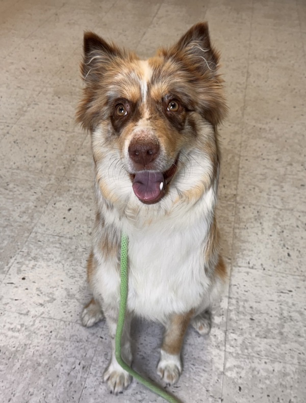 Pet Image