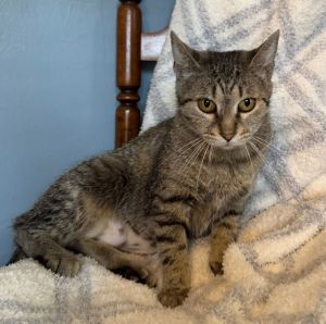 Tawny, Adult Female Domestic Short Hair