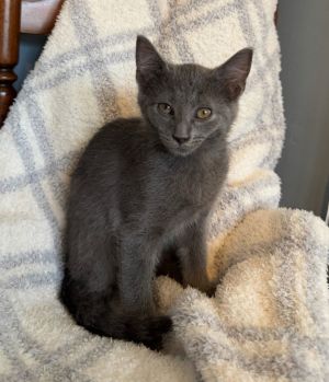 Tiki, Baby Female Domestic Short Hair