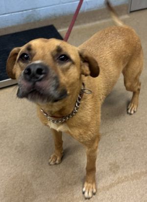 Elf Mixed Breed Dog