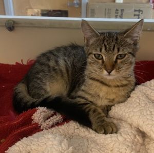 Verbena Domestic Medium Hair Cat