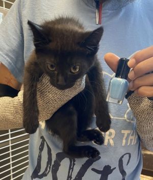 Pansy (Blue Polish) Domestic Medium Hair Cat