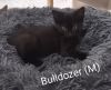Bulldozer photo 1