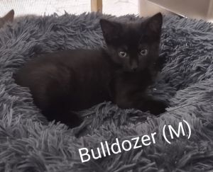 Bulldozer, Baby Male Domestic Short Hair
