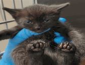 Rebecca, Baby Female Domestic Short Hair