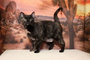 Senorita Flowers, Adult Female Domestic Short Hair
