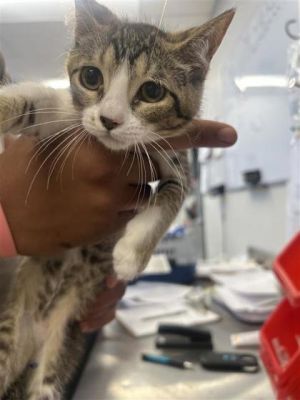 Zang, Baby Female Domestic Short Hair
