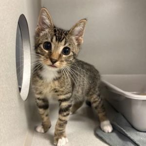 Sparky, Baby Male Domestic Short Hair
