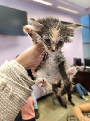 58876855, Baby Female Domestic Short Hair
