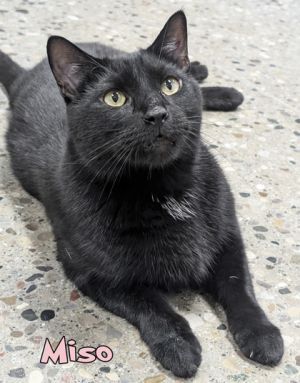 Miso, Adult Male Domestic Short Hair