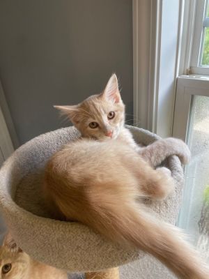 Crookshanks, Young Male Tabby