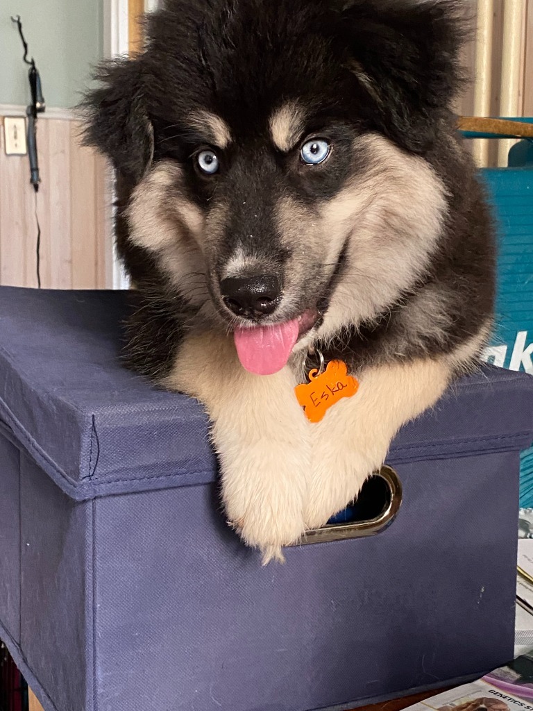 Eska