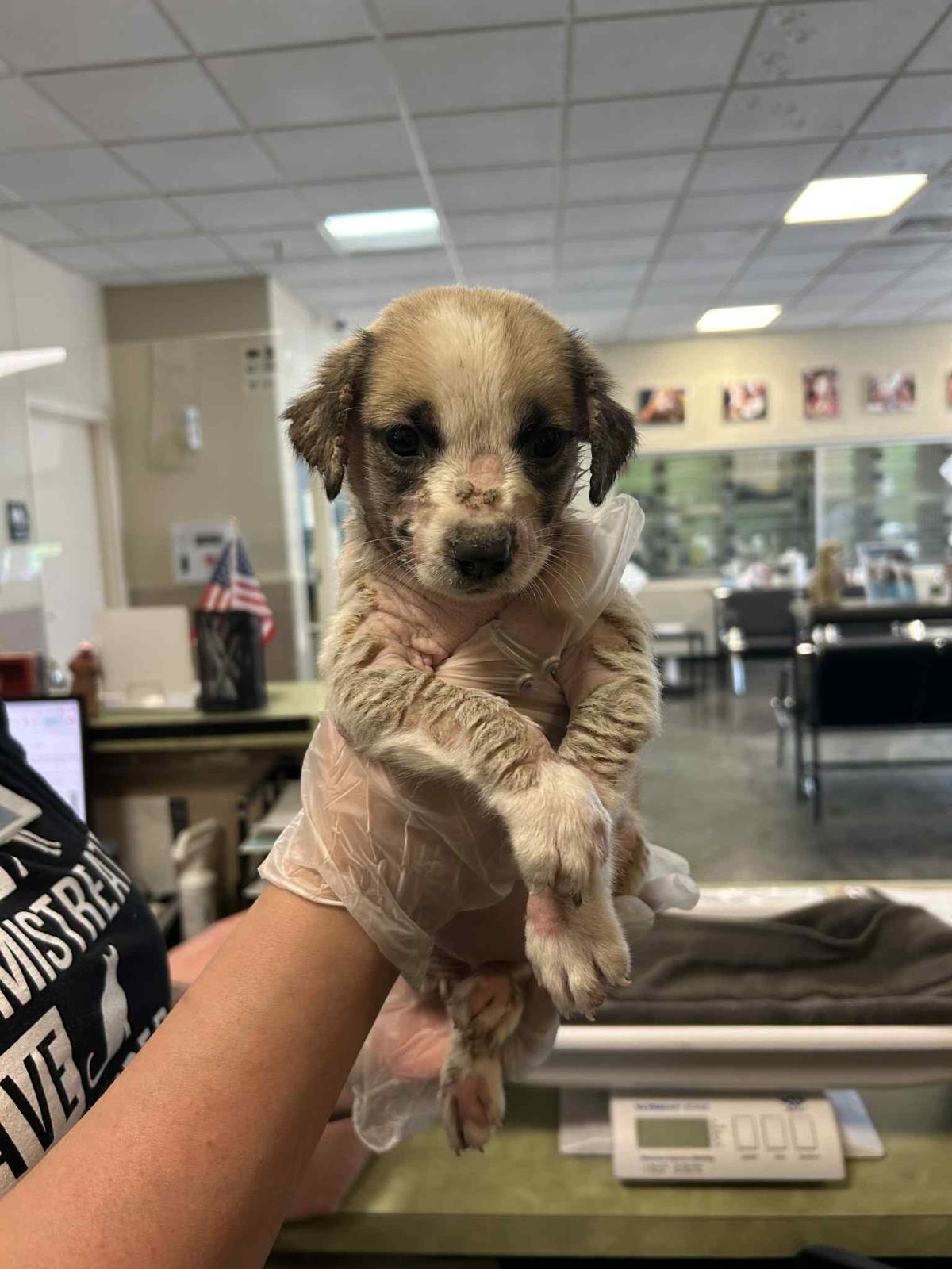 Found stray: Firefly