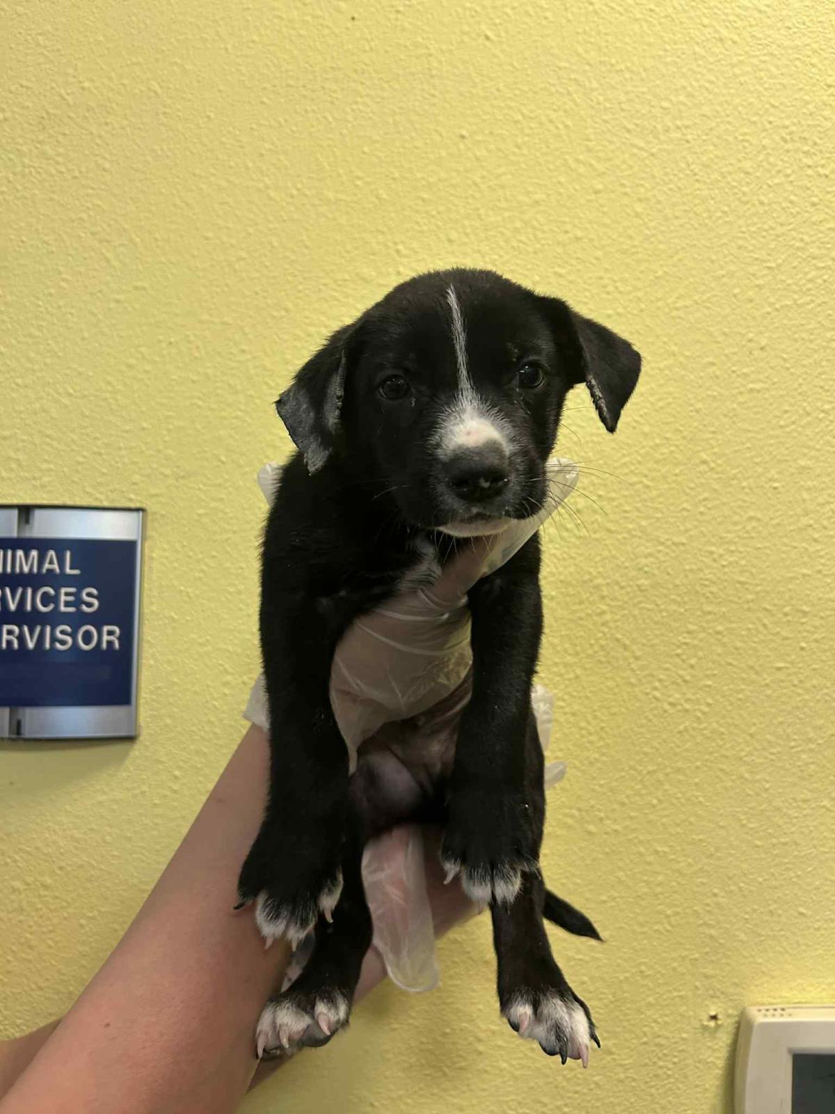 Found stray: Hopper