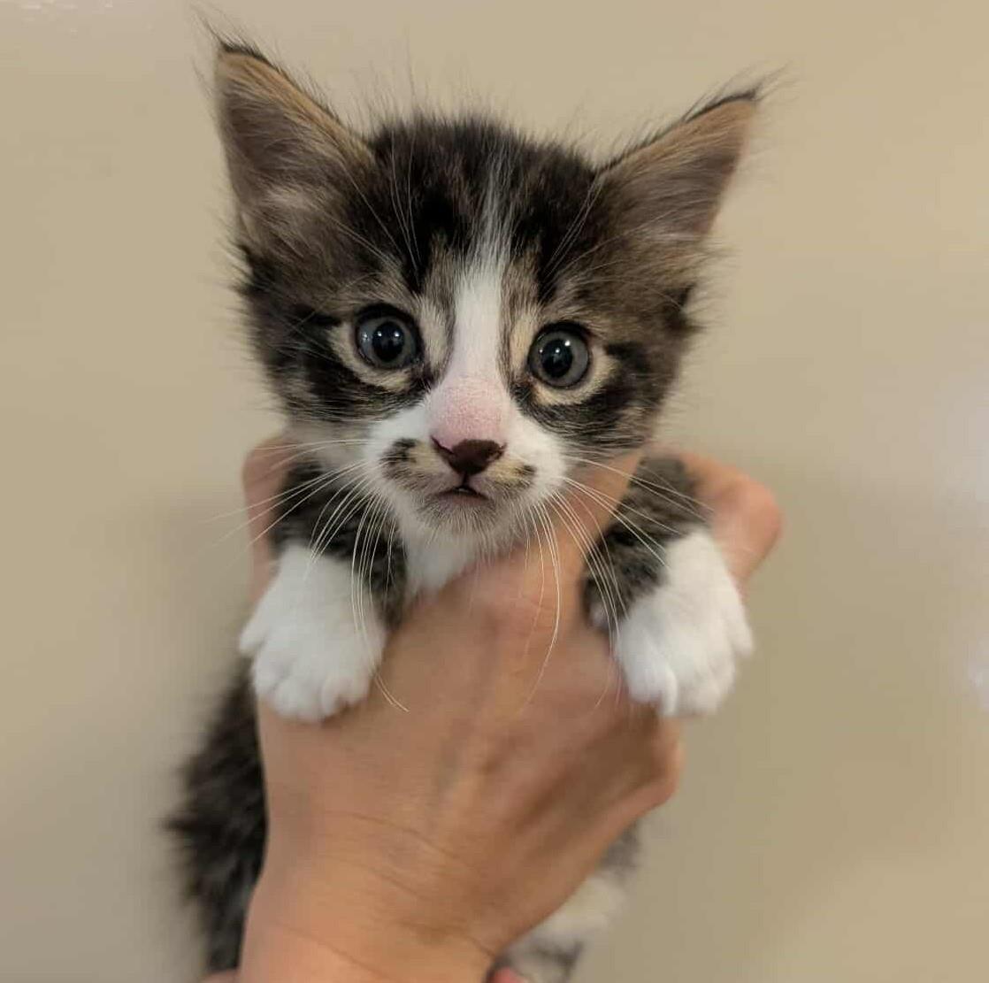 Orion - In Foster Home