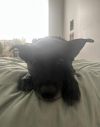 Portabella photo 5
