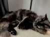 Milo photo 2