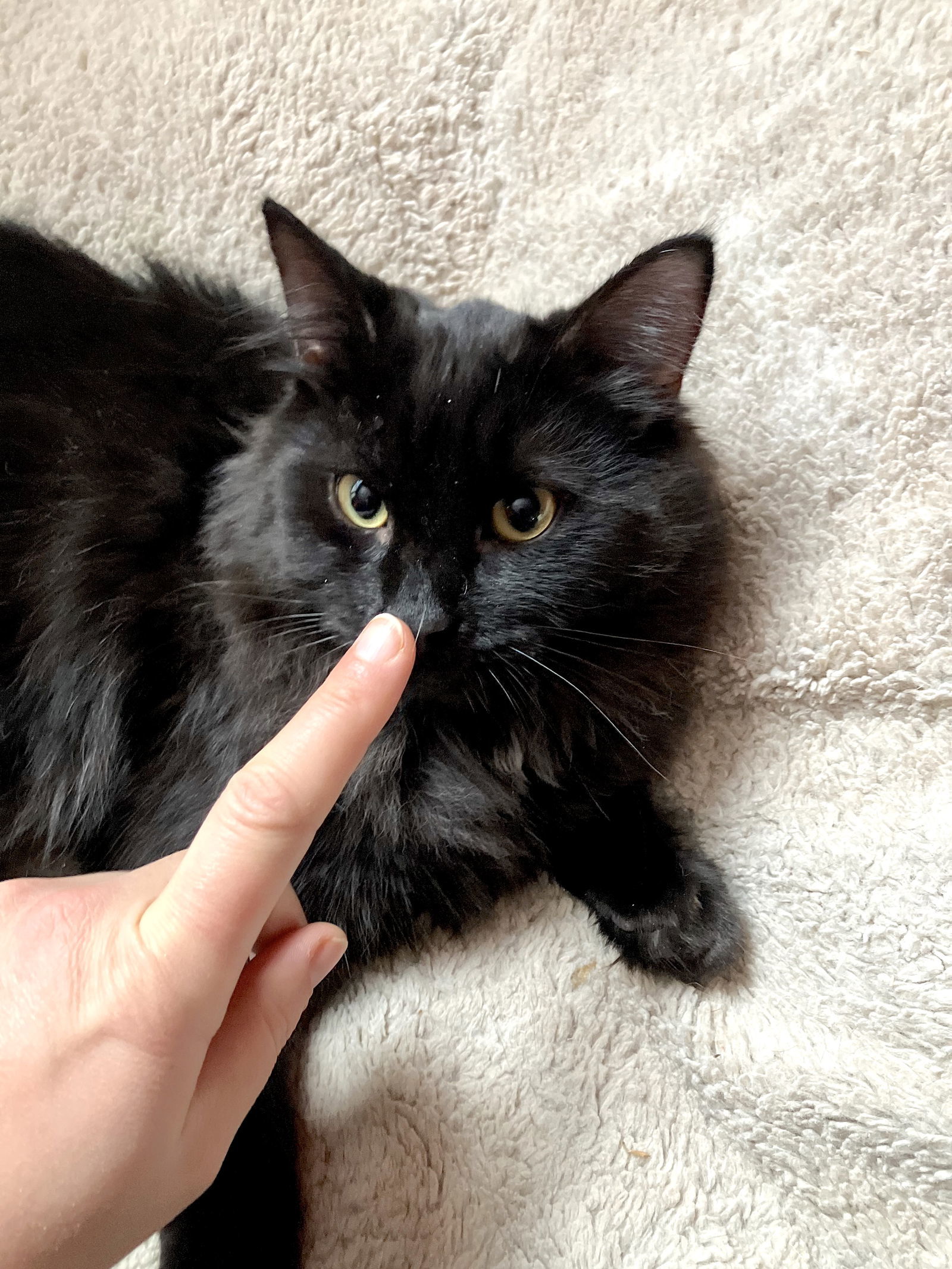 Milo