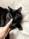 Milo photo 3