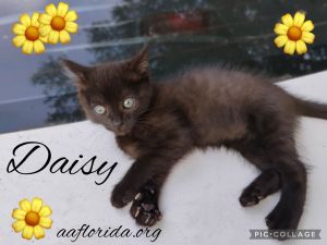 Daisy, Young Female Domestic Short Hair