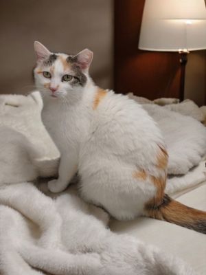 Apricot, Adult Female Domestic Short Hair