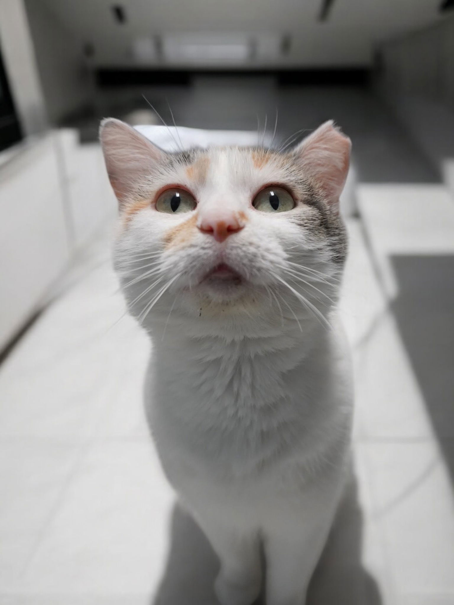 Apricot