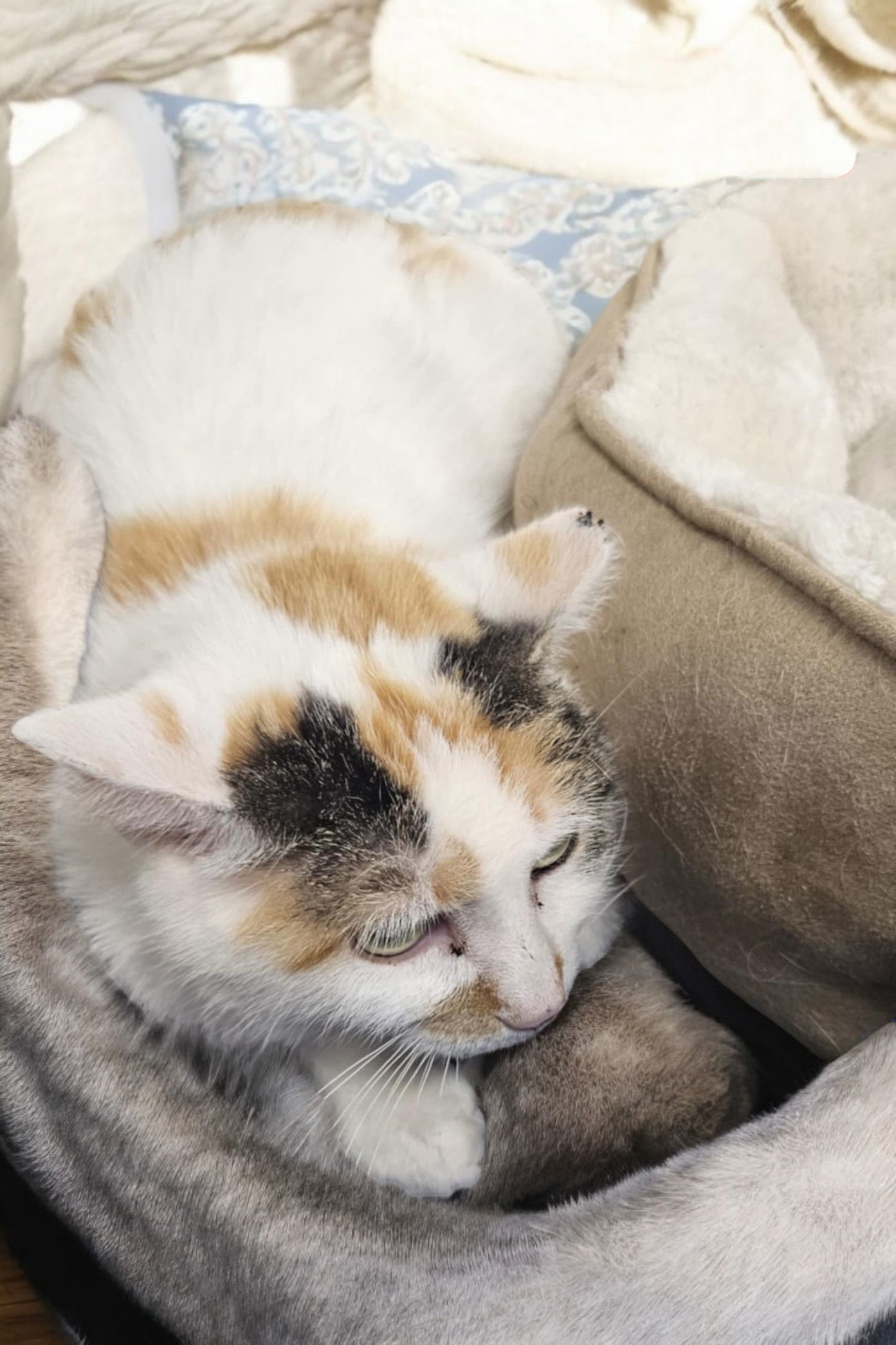 Apricot