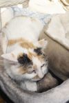 Apricot photo 3