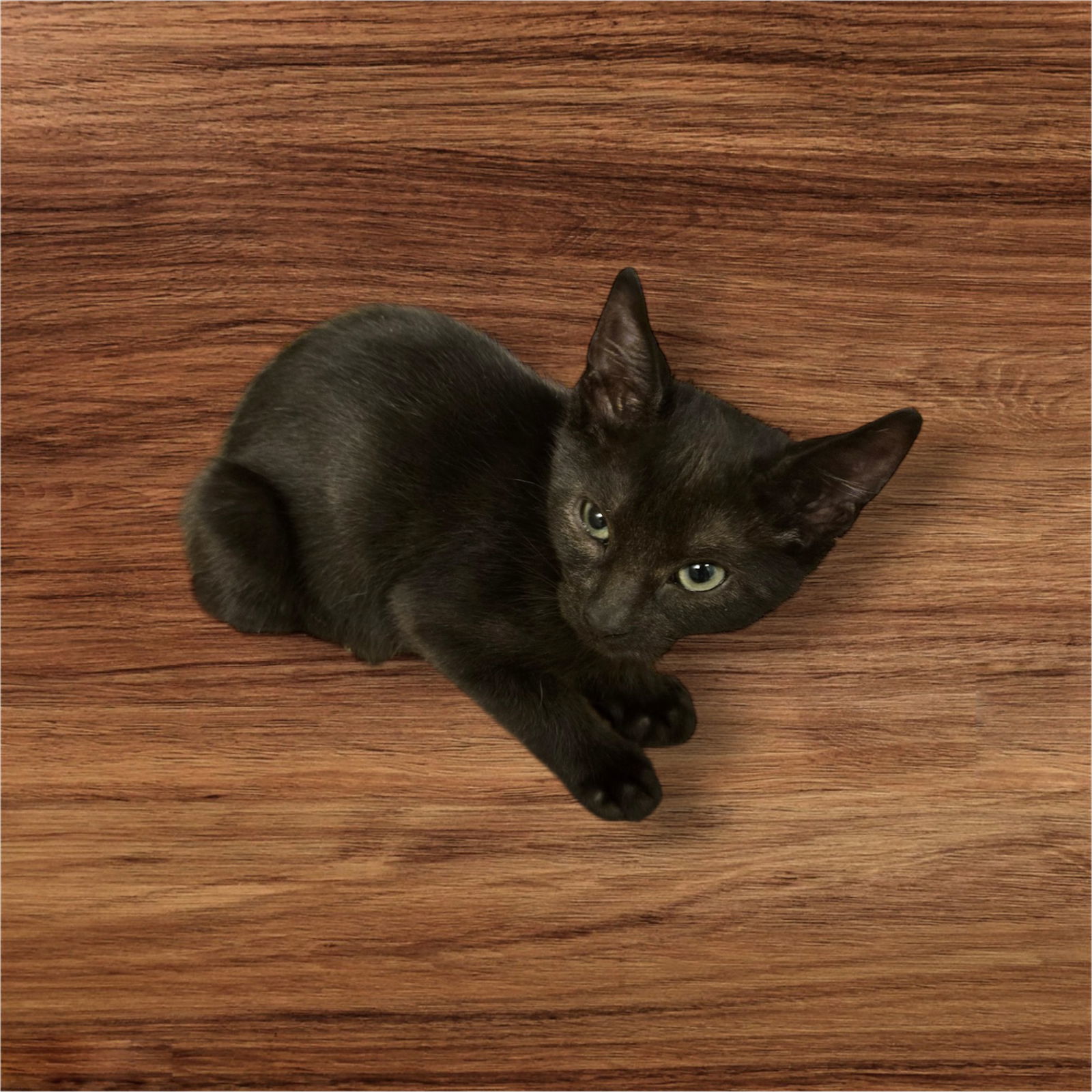 Padfoot