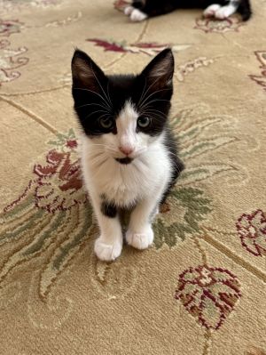 Blossum Powerpuff, Baby Female Domestic Short Hair